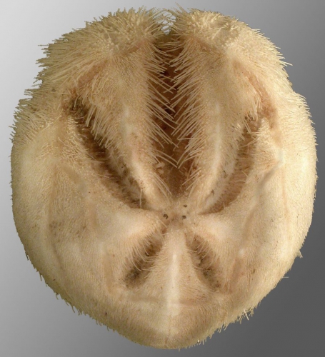 Ova (Aplospatangus) lacunosus (aboral) Ova (Aplospatangus) lacunosus (aboral)
