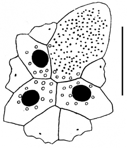 Isaster obovatus (apical system) Isaster obovatus (apical system)
