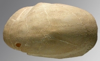 Metalia persica var. elevata (lateral), author: Schultz, Heinke