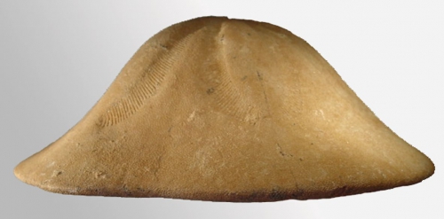 Clypeaster ibericus (lateral)