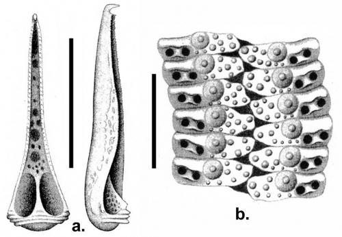 Goniocidaris (Aspidocidaris) indica (pedicellariae + ambulacral plates)