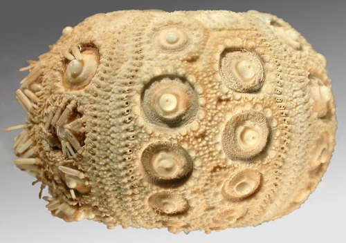 Goniocidaris (Aspidocidaris) indica (lateral)