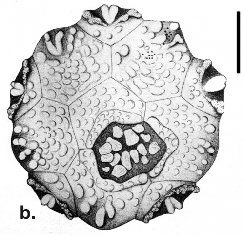 Bathysalenia unicolor (apical plates)