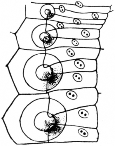 Arbacioida (ambulacral compounding)