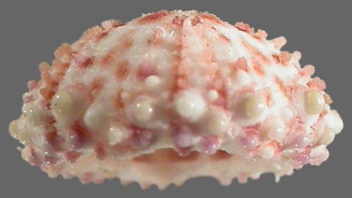 Arbaciid cf. (?) Pygmaeocidaris (lateral)