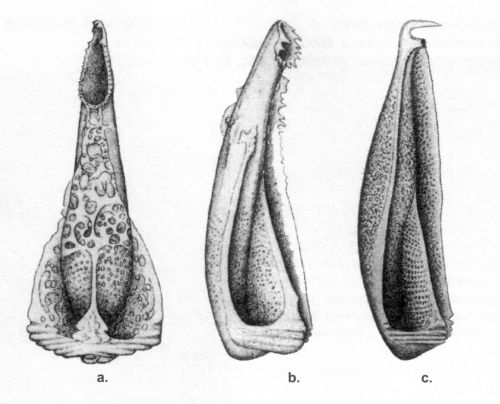 Cidaridae (pedicellariae)