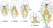 Pourtalesia (ontogeny of oral plating), author: Schultz, Heinke