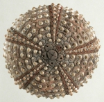 Echinoidea (sea urchins)