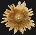 Echinoidea (sea urchins)