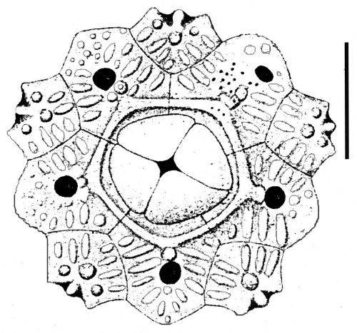 Arbaciella elegans (apical system)