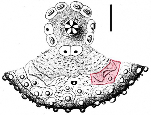 Arbaciella elegans (peristomal edge)