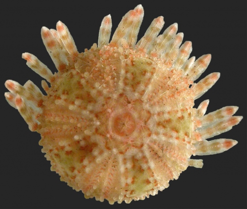 Arbaciella elegans (aboral)