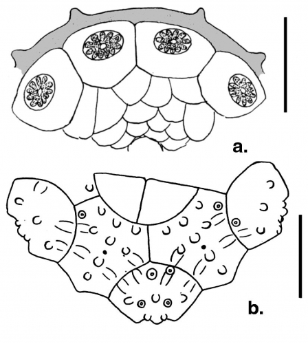 Podocidaris sculpta (peristome + apical disc)