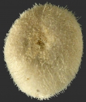 Echinoidea (sea urchins)