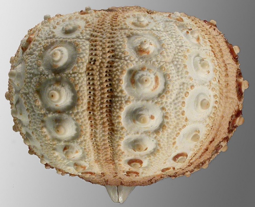 Poriocidaris purpurata (lateral)