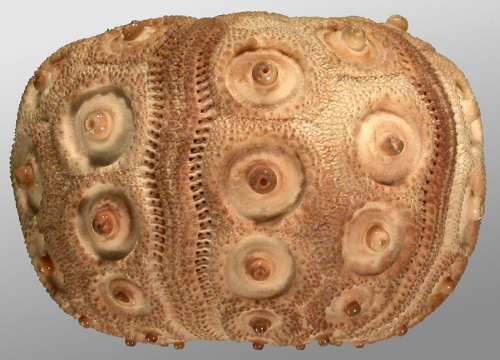 Stereocidaris ingolfiana (lateral)