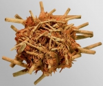 Echinodermata (Echinoderms)