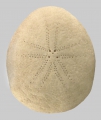 Echinocyamus pusillus (aboral)