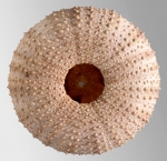 Echinodermata (Echinoderms)