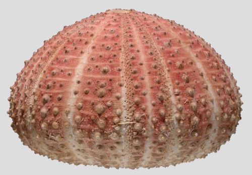 Echinus acutus (lateral)