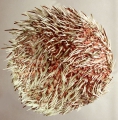 Echinus acutus (aboral)