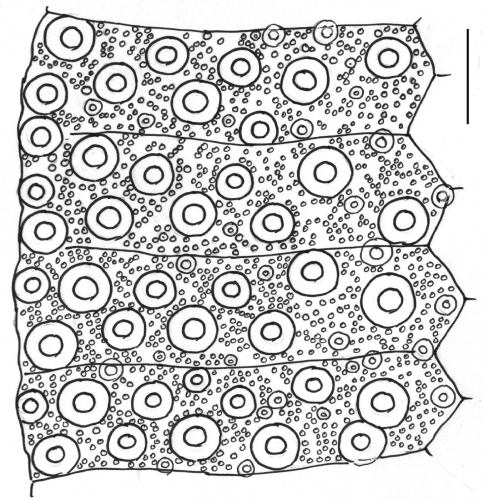 Echinus esculentus (interambulacral plates)