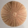 Echinus melo (aboral), author: Schultz, Heinke