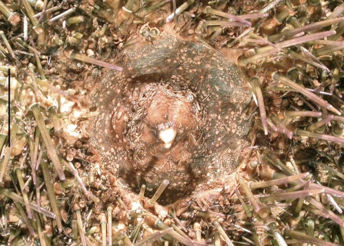 Paracentrotus lividus (peristome, close-up)