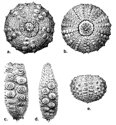 Aspidodiadema jacobyi (test)