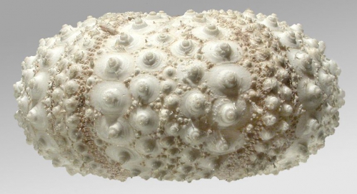 Diadema antillarum (lateral)