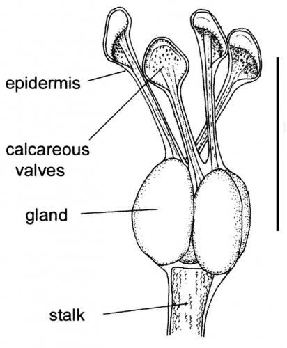 Araeosoma violaceum (dactylous pedicellaria)