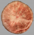 Echinodermata (Echinoderms)
