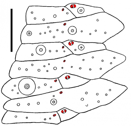 Sperosoma grimaldii (aboral ambulacral plates)