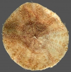 Echinoidea (sea urchins)