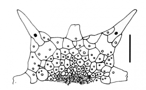 Sperosoma grimaldii (apical disc)