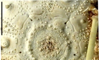 Caenopedina cubensis (apcial plates), author: Schultz, Heinke