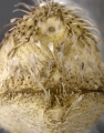 Calymne relicta (posterior), author: Sauce, Thomas