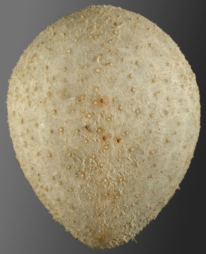 Urechinus naresianus (aboral)