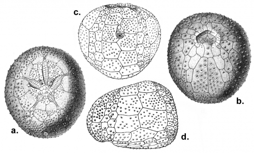 Hemiaster expergitus (test)