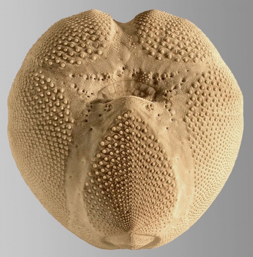 Echinocardium cordatum (oral)