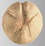 Echinoidea (sea urchins)