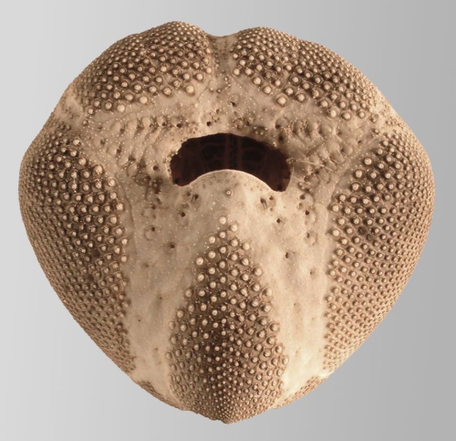 Echinocardium mediterraneum (test, oral)