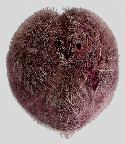 Spatangus purpureus (aboral)