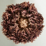 Echinoidea (sea urchins)