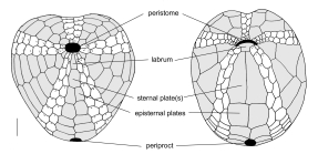 Atelostomata (oral plate pattern)