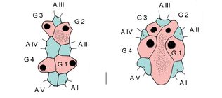 Atelostomata (apical system)