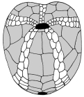 Atelostomata (oral)