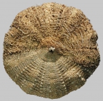 Echinoidea (sea urchins)