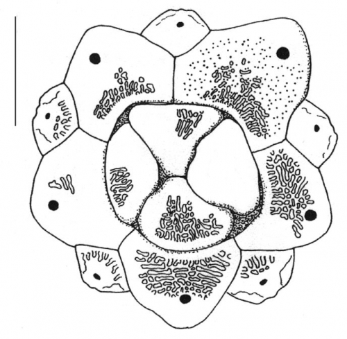 Arbacia punctulata (apical system)