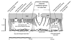 Mellitidae (cross-section, oral side)